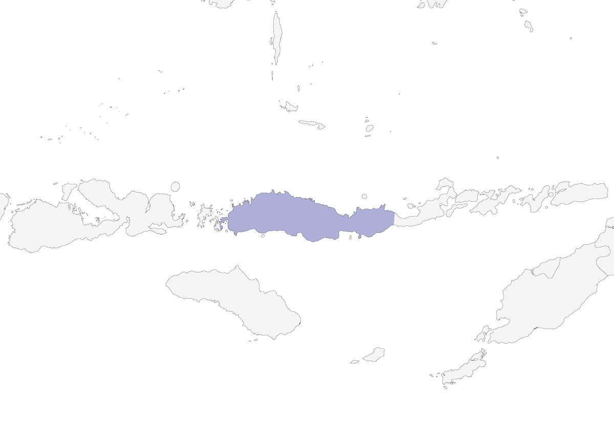 Brachittero di Flores, Distribuzione 1