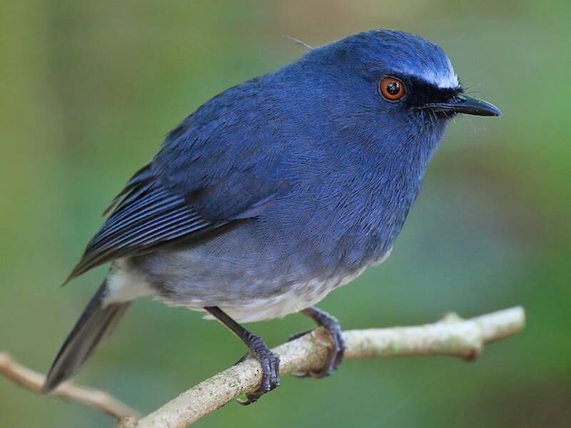 White-bellied Sholakili, 照片 3