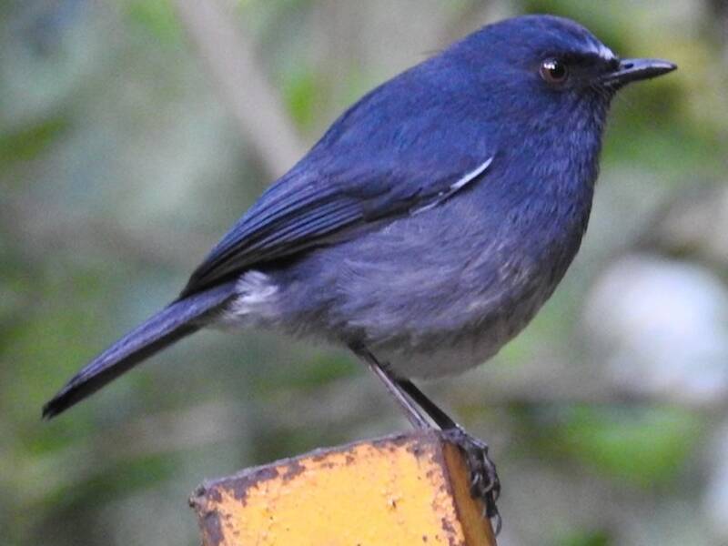 White-bellied Sholakili, 照片 4