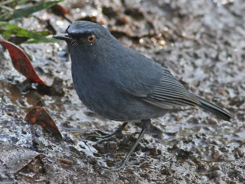 White-bellied Sholakili