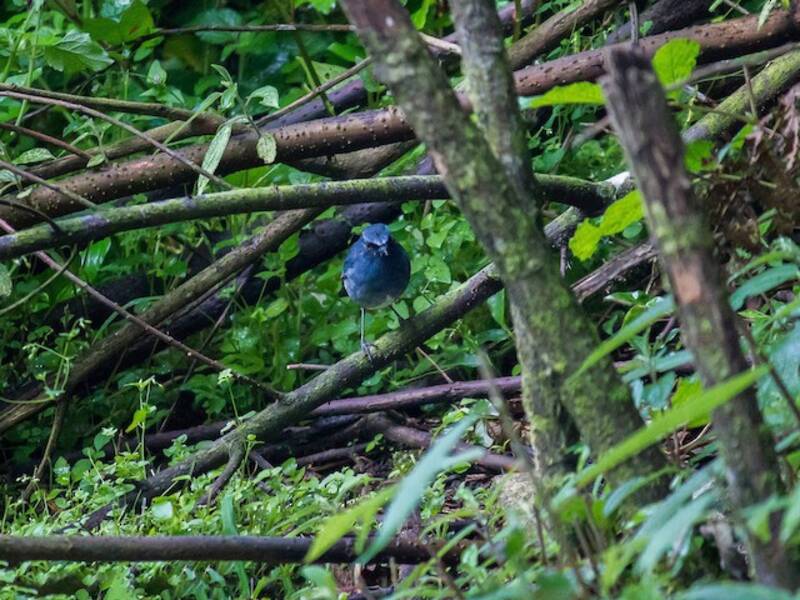 White-bellied Sholakili, 照片 2