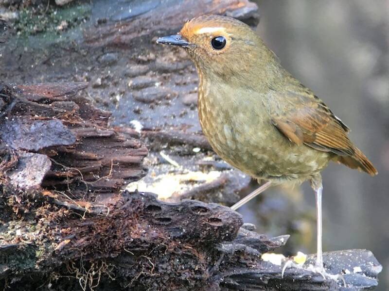 Brachyptéryx de l'Himalaya