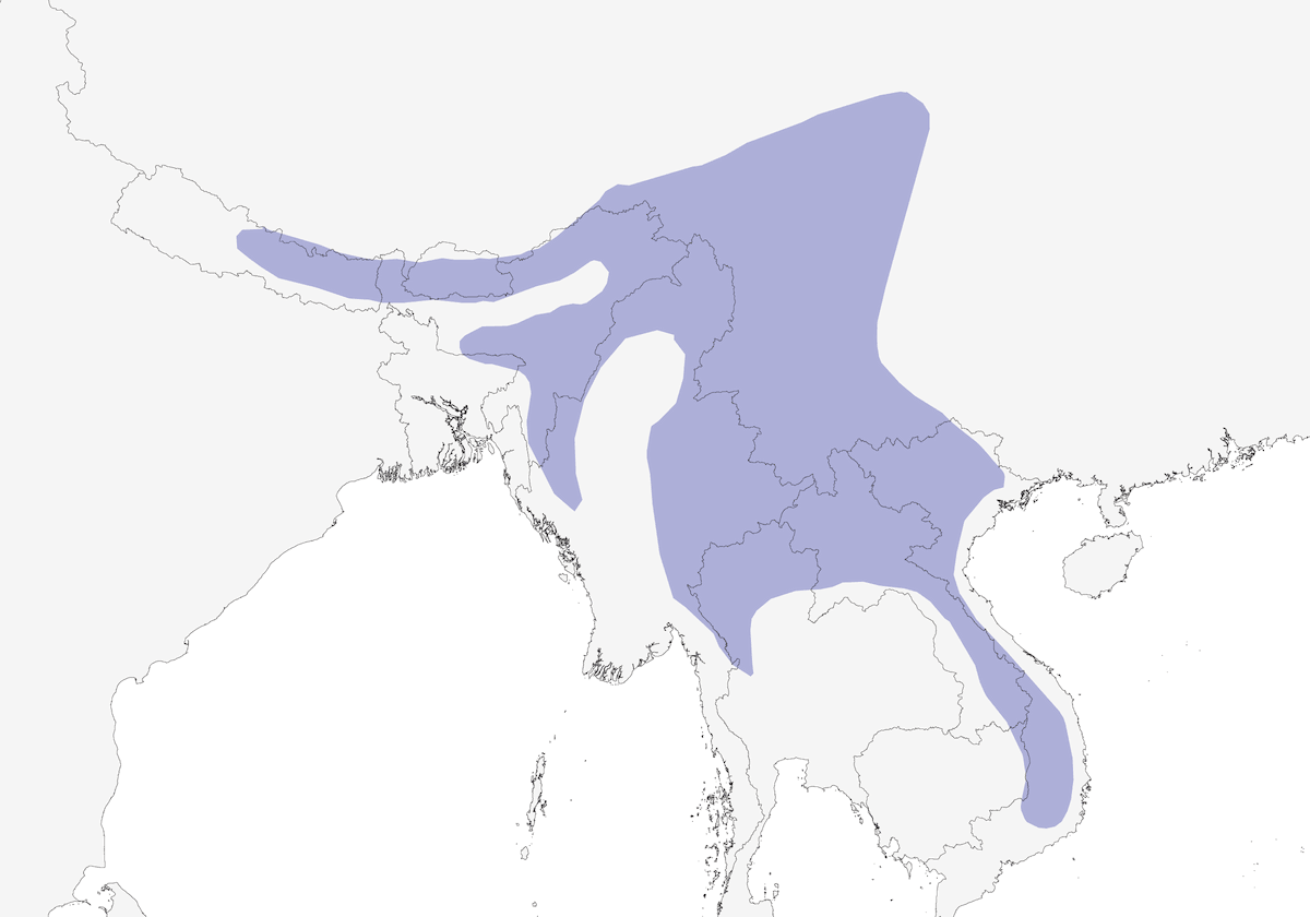 Alacorto Himalayo, Distribución 1