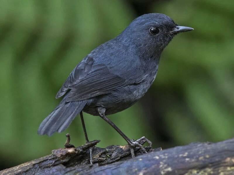 Philippine Shortwing, Photos 4