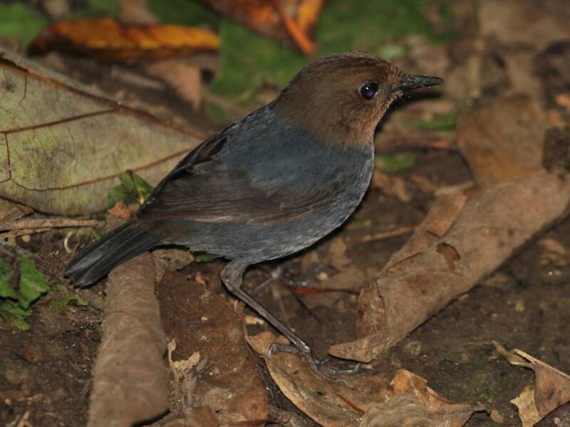 Philippine Shortwing, Photos 3