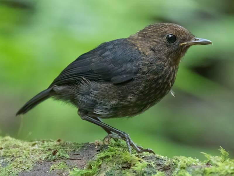 Philippine Shortwing, Photos 2