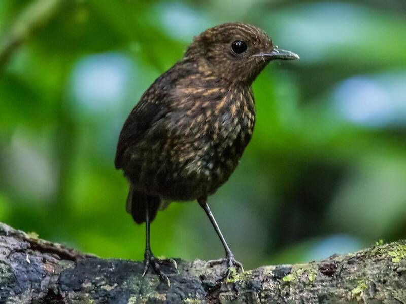 Philippine Shortwing