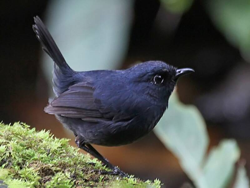 Coda corta del Borneo, Foto 3
