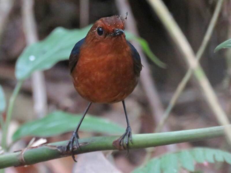 Coda corta del Borneo