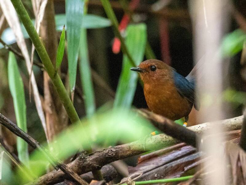 Coda corta del Borneo, Foto 4