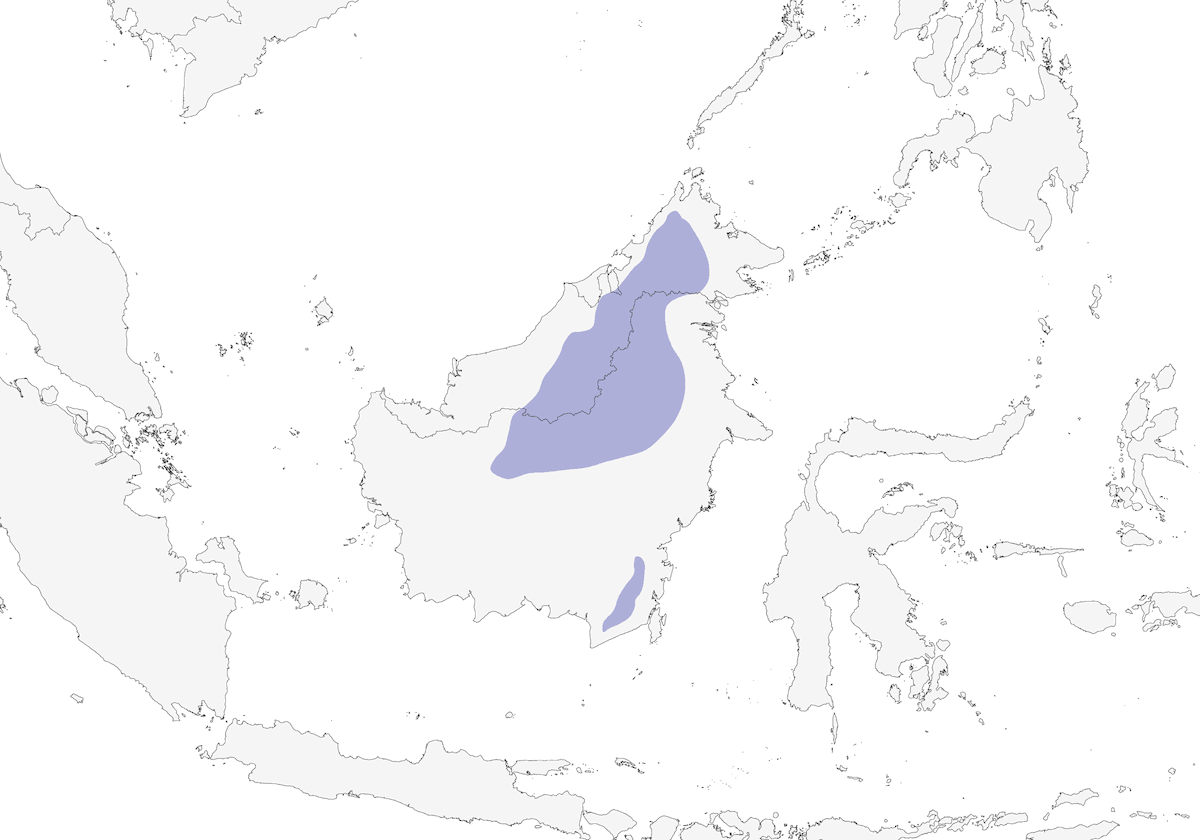 Coda corta del Borneo, Distribuzione 1