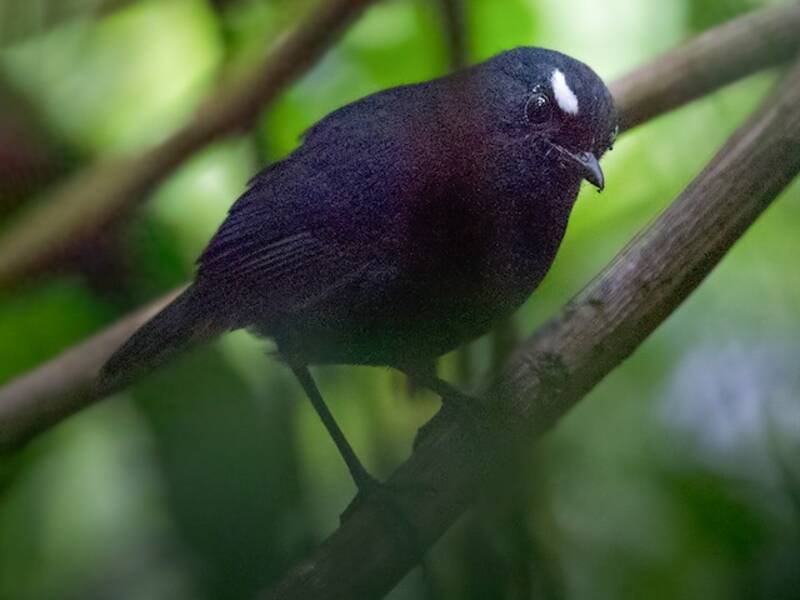 Sumatran Shortwing