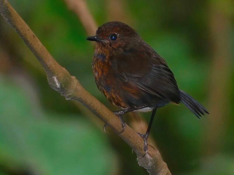 Brachittera di Sumatra, Foto 3