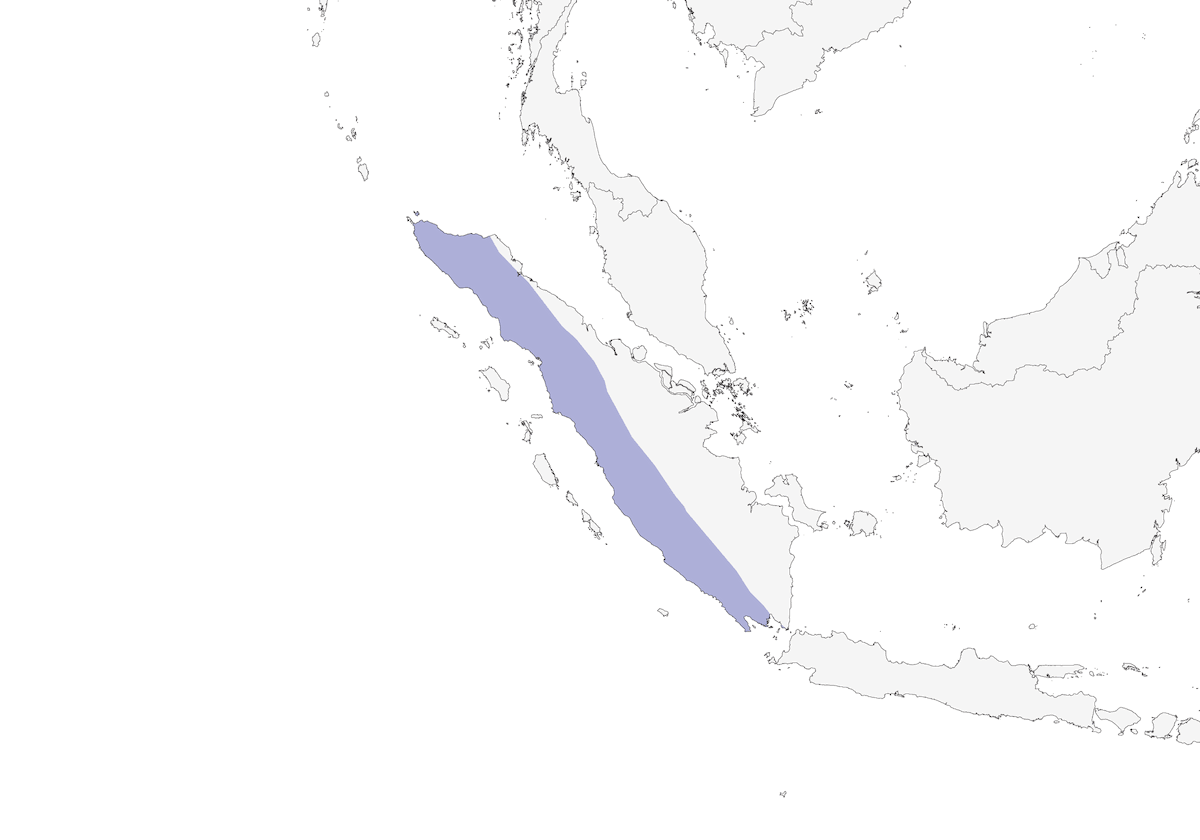 Brachittera di Sumatra, Distribuzione 1