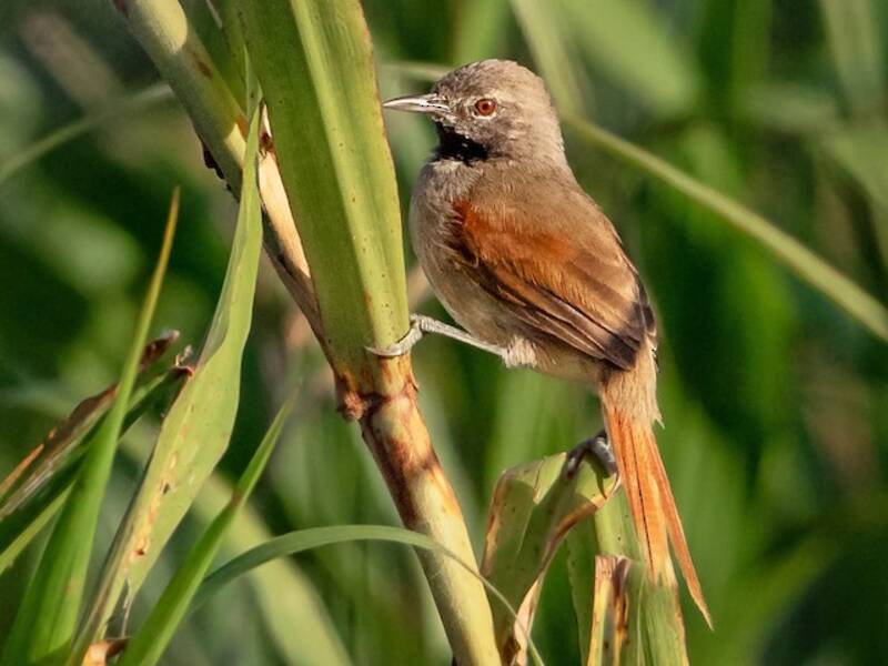 White-bellied Spinetail (Mazaria propinqua)