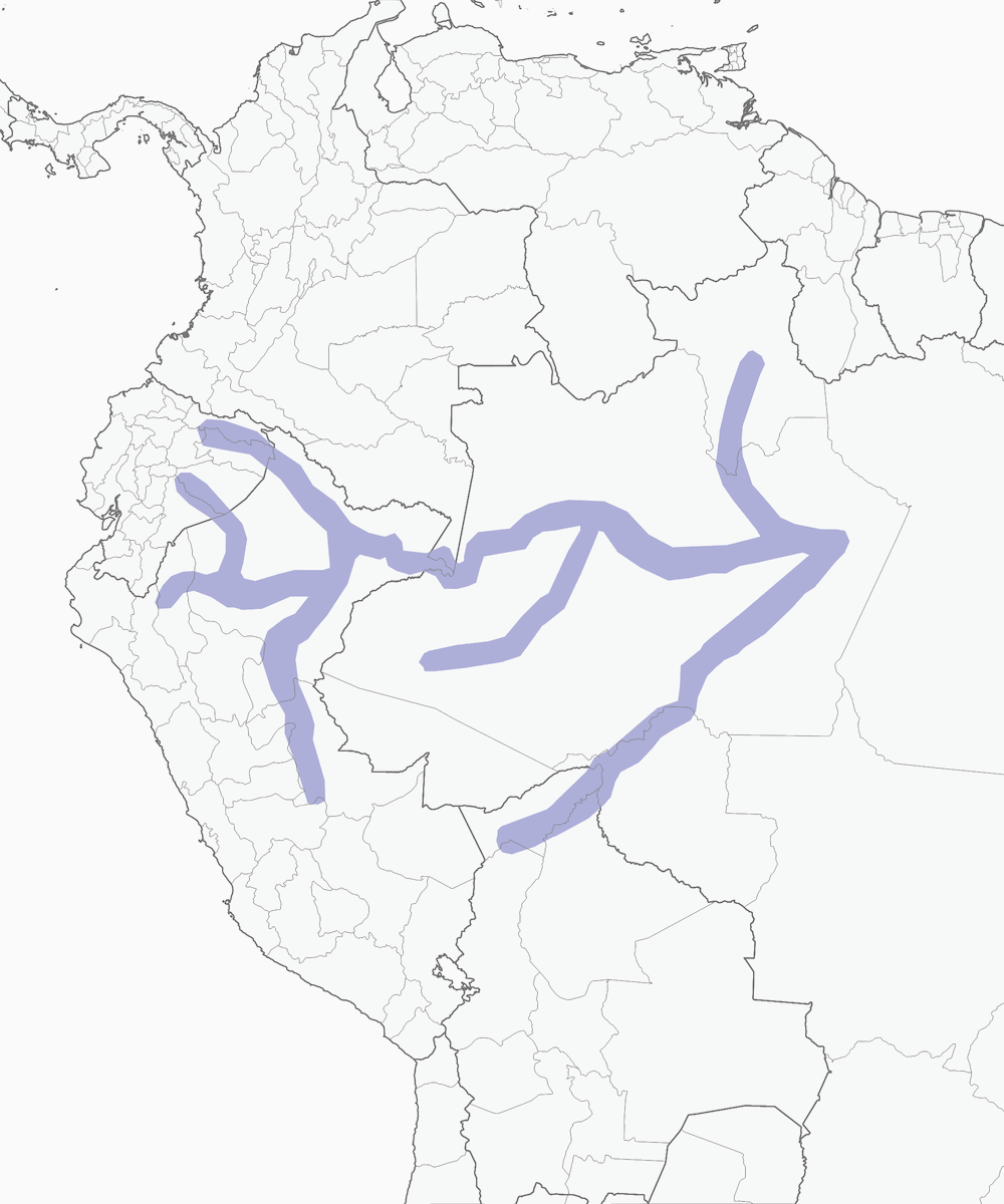 Martinet à ventre blanc, Distribution 1