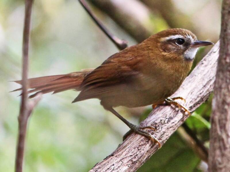 White-browed Spinetail, 照片 3