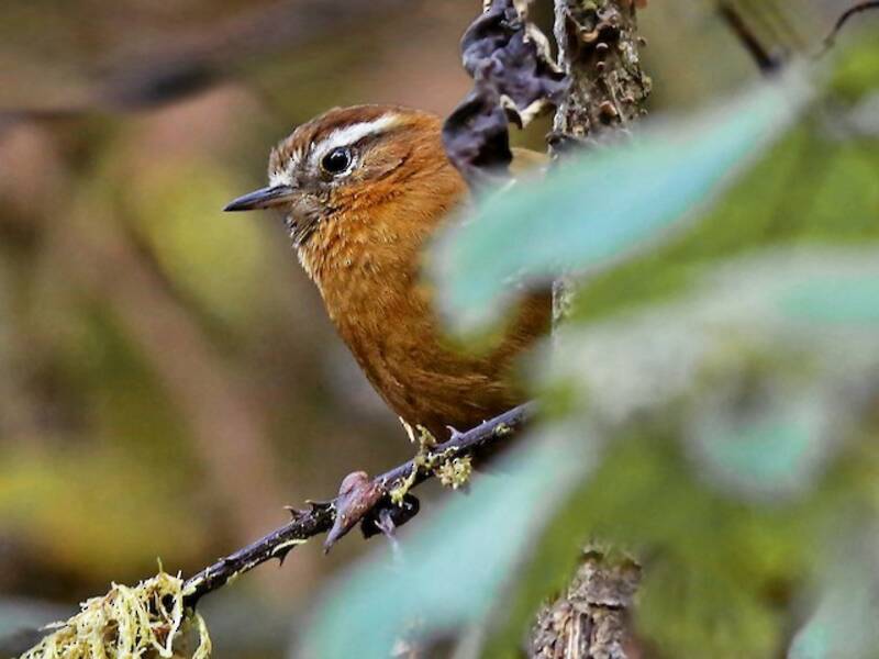 White-browed Spinetail, 照片 2