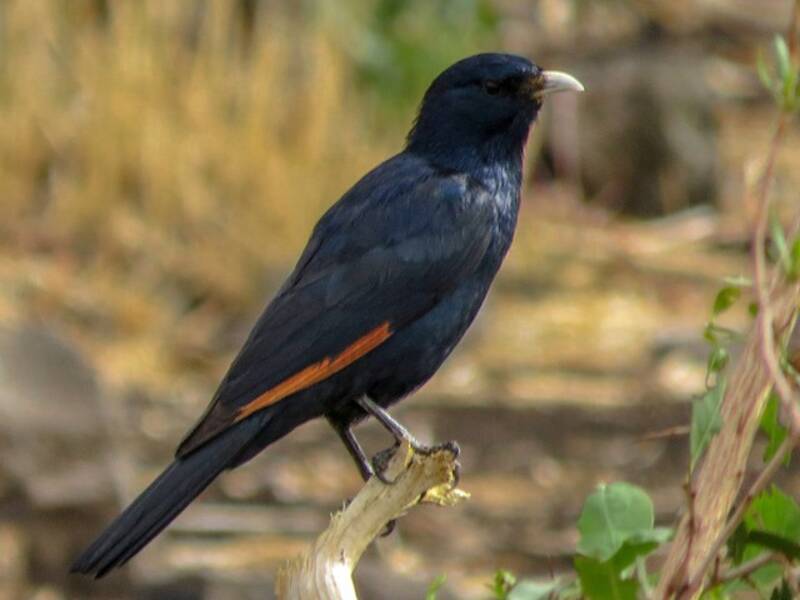 White-billed Starling, Photos 3