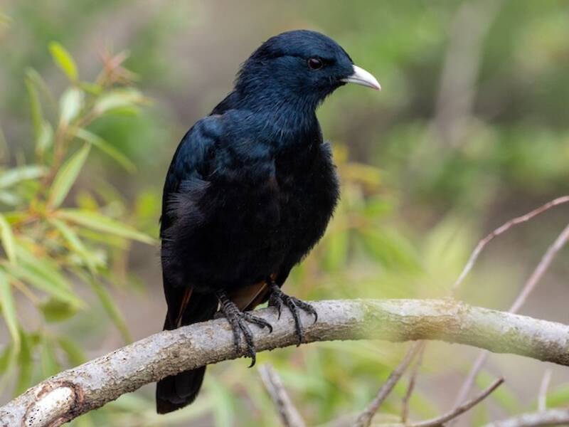 White-billed Starling, Photos 4