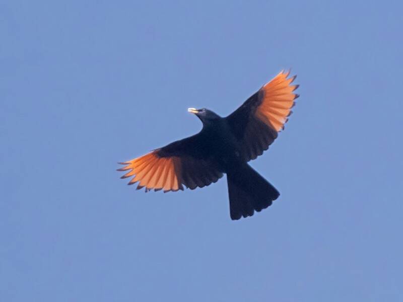 White-billed Starling, Photos 2