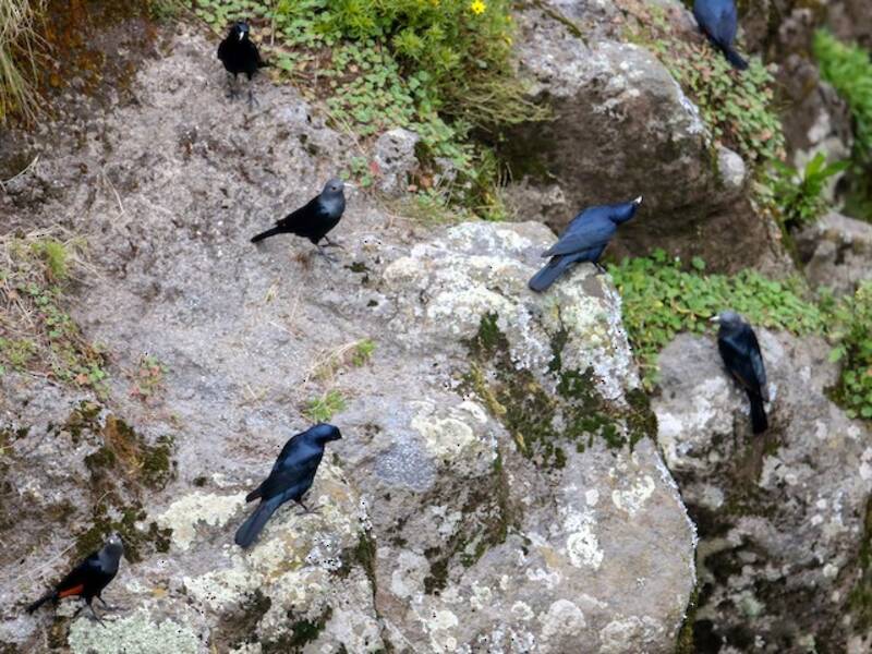 White-billed Starling, Photos 1