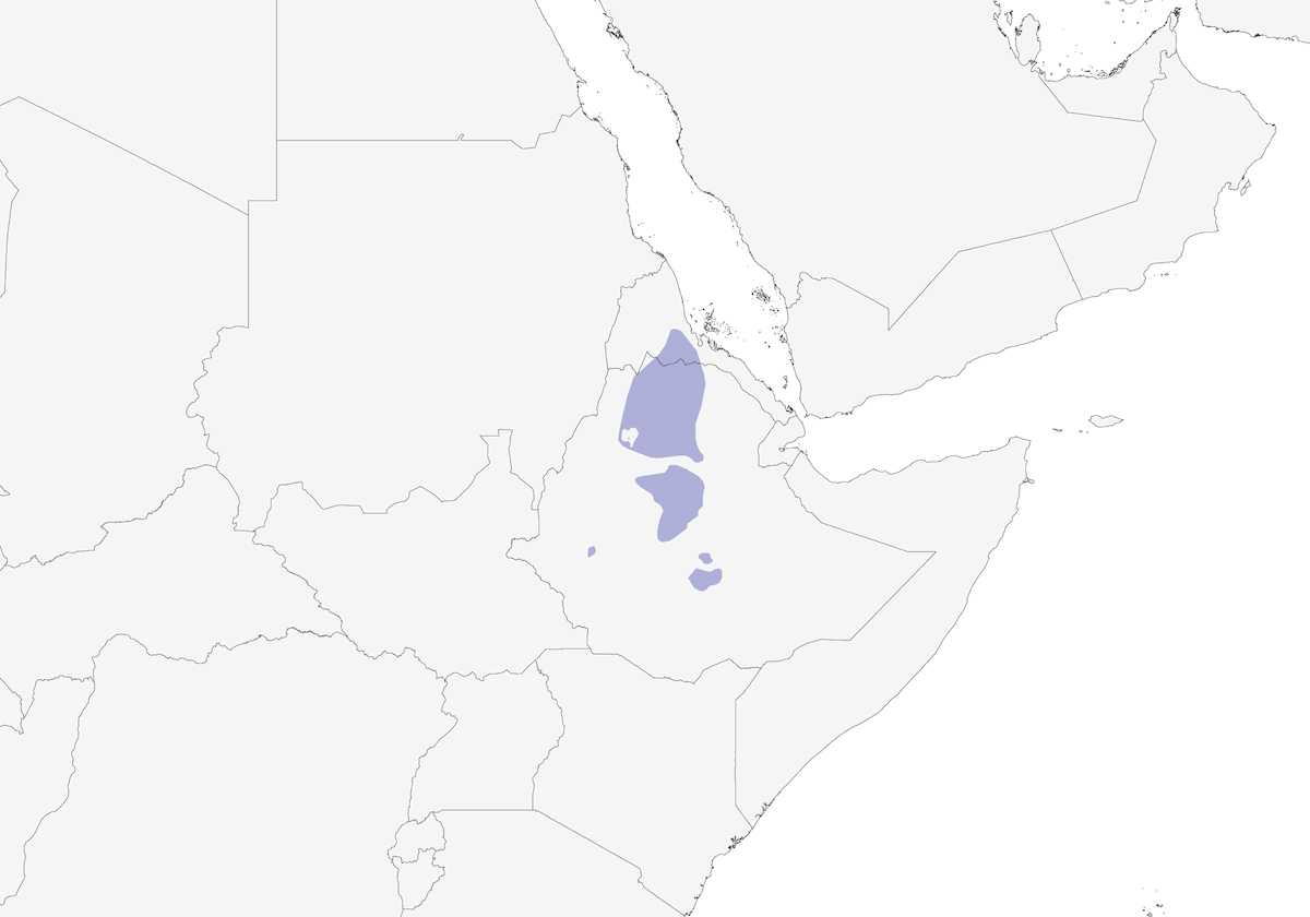 White-billed Starling, Distribution 1