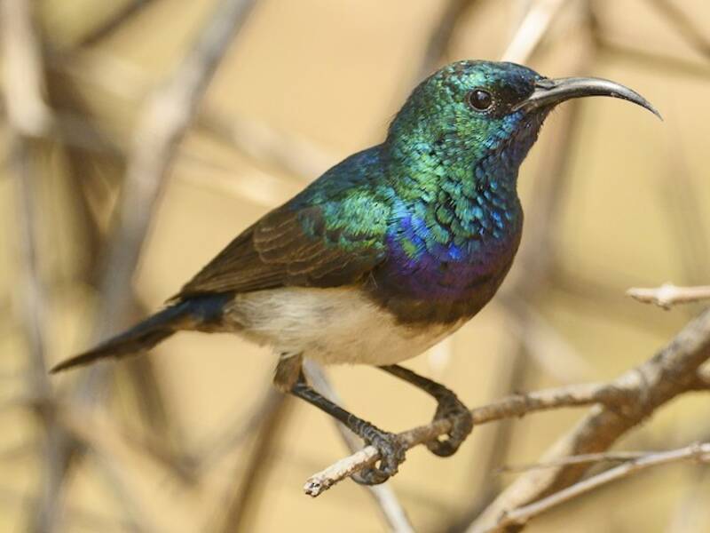 White-bellied Sunbird, Photos 4