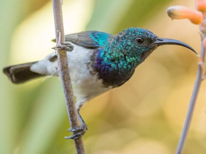 White-bellied Sunbird, Photos 3