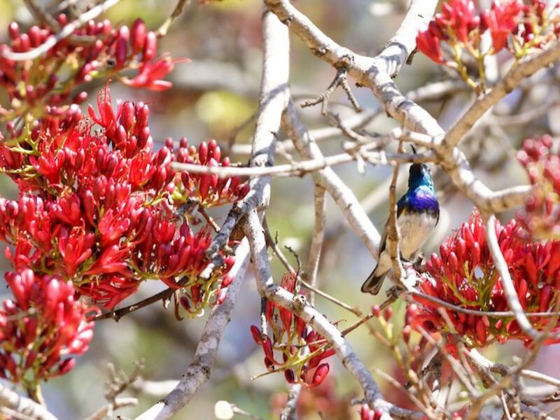 White-bellied Sunbird