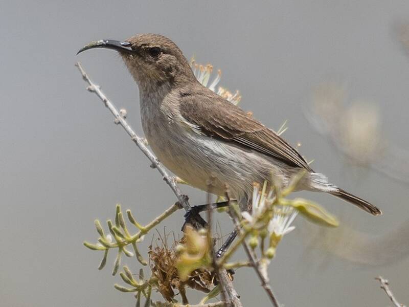 White-bellied Sunbird, Photos 2