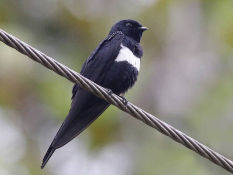 White-banded Swallow, Photos 4