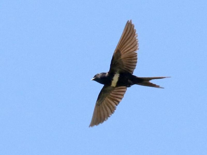 White-banded Swallow, Photos 3