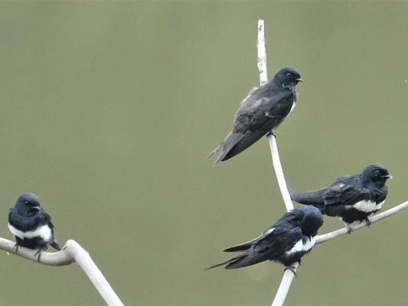 White-banded Swallow, Photos 2