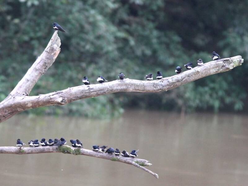 White-banded Swallow
