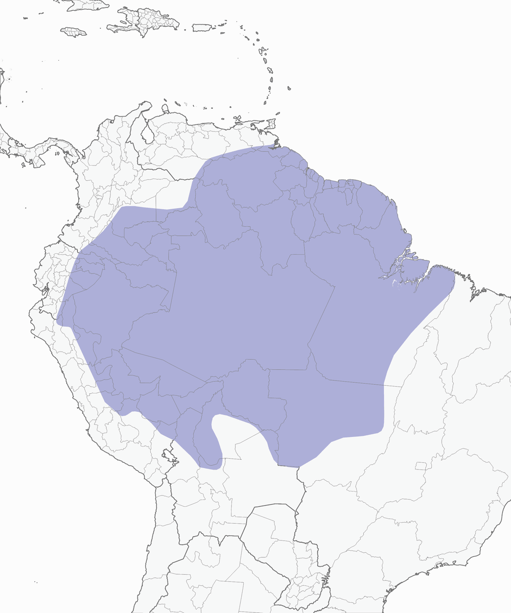 White-banded Swallow, Distribution 1