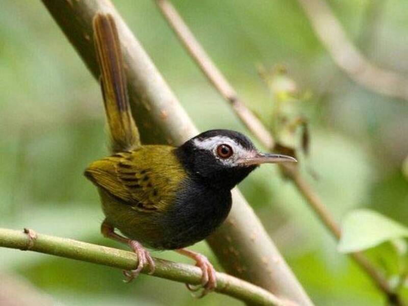 White-browed Tailorbird