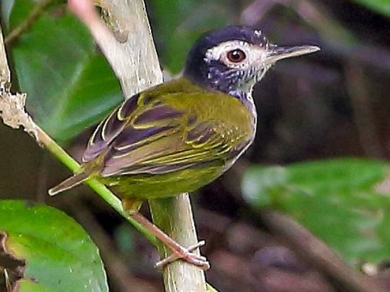 Uccello sarto frontebianca, Foto 3