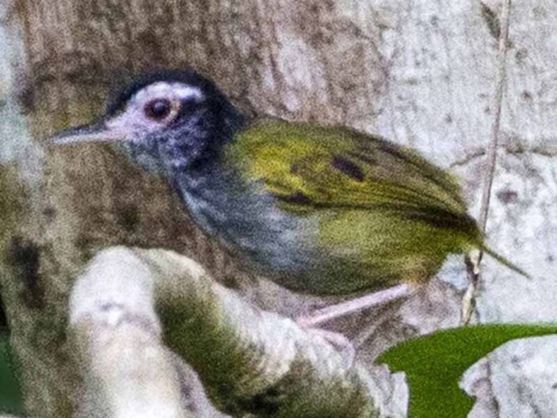 Uccello sarto frontebianca, Foto 4