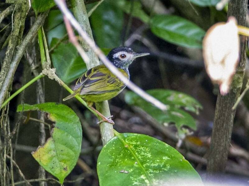 Uccello sarto frontebianca, Foto 2