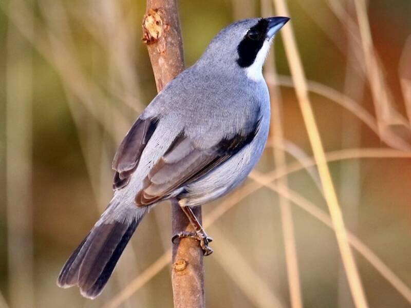 White-banded Tanager, 照片 4