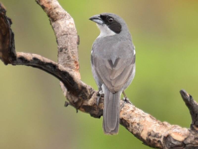 White-banded Tanager, 照片 3