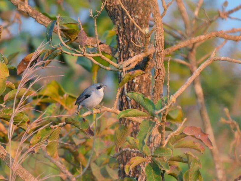 White-banded Tanager, 照片 2