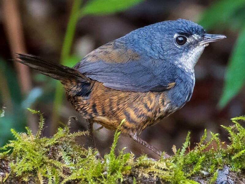 White-breasted Tapaculo, Photos 3