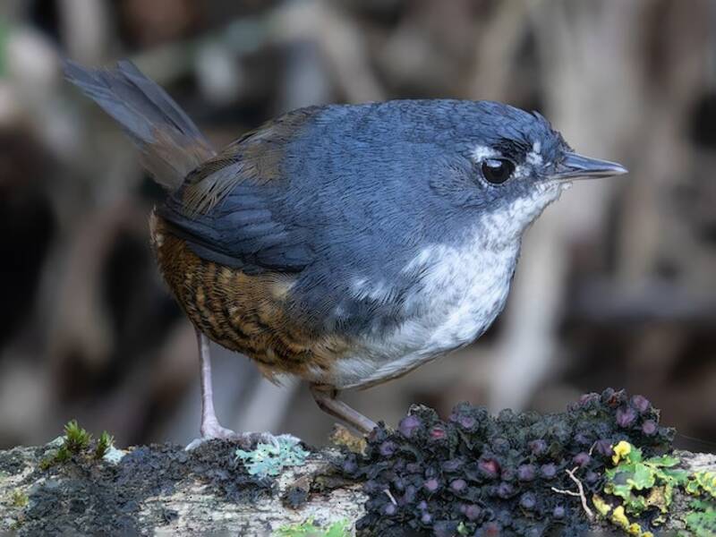 White-breasted Tapaculo, Photos 4