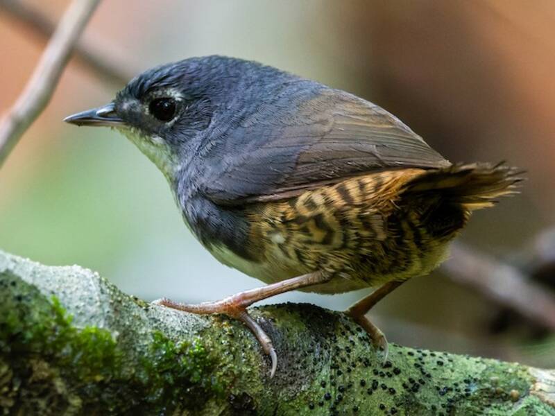 White-breasted Tapaculo, Photos 2