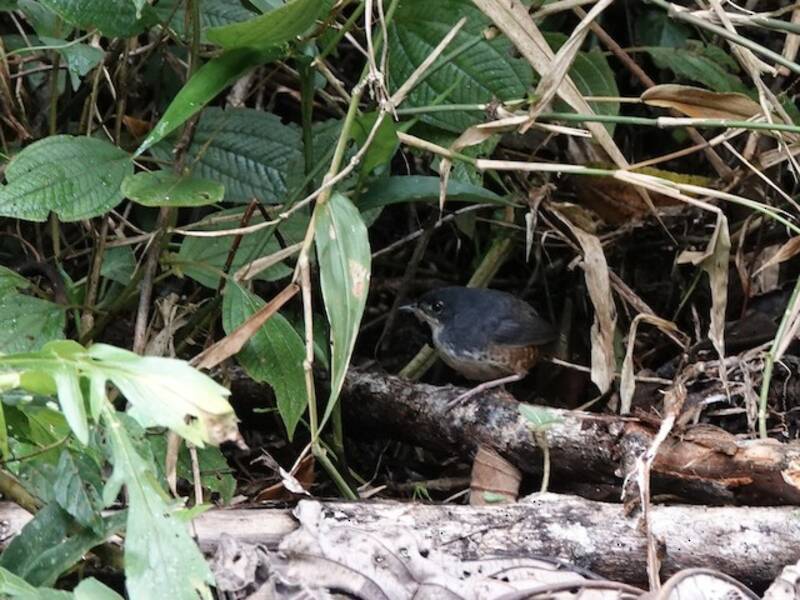 Tapaculo de pecho blanco