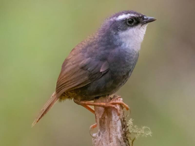 Tapaculo Cejiblanco
