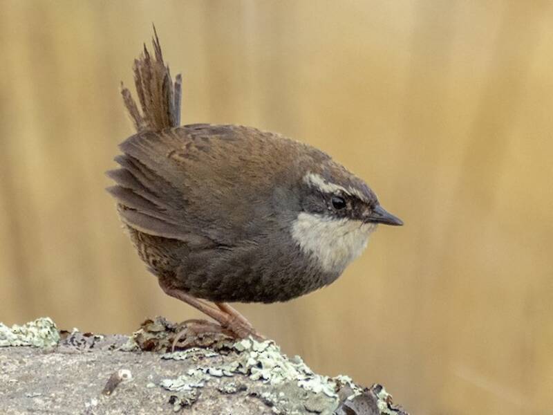 Tapaculo superciliaire, Photos 2