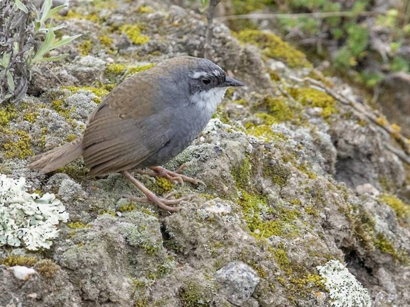 Tapaculo superciliaire, Photos 3